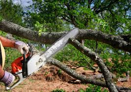 Best Tree Removal  in Coal City, IL