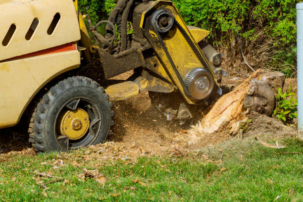  Coal City, IL Tree Services Pros