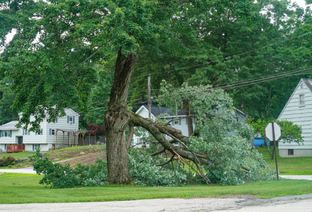 How Our Tree Care Process Works  in  Coal City, IL
