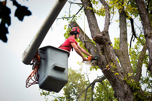 Best Root Management and Removal  in Coal City, IL